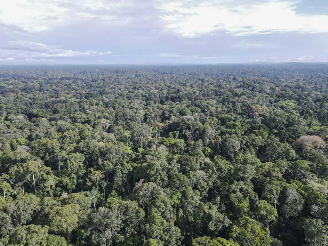Camp Ma'an reserve in southern Cameroon is home to endangered gorillas and elephants Camp Ma'an reserve in southern Cameroon is home to endangered gorillas and elephants