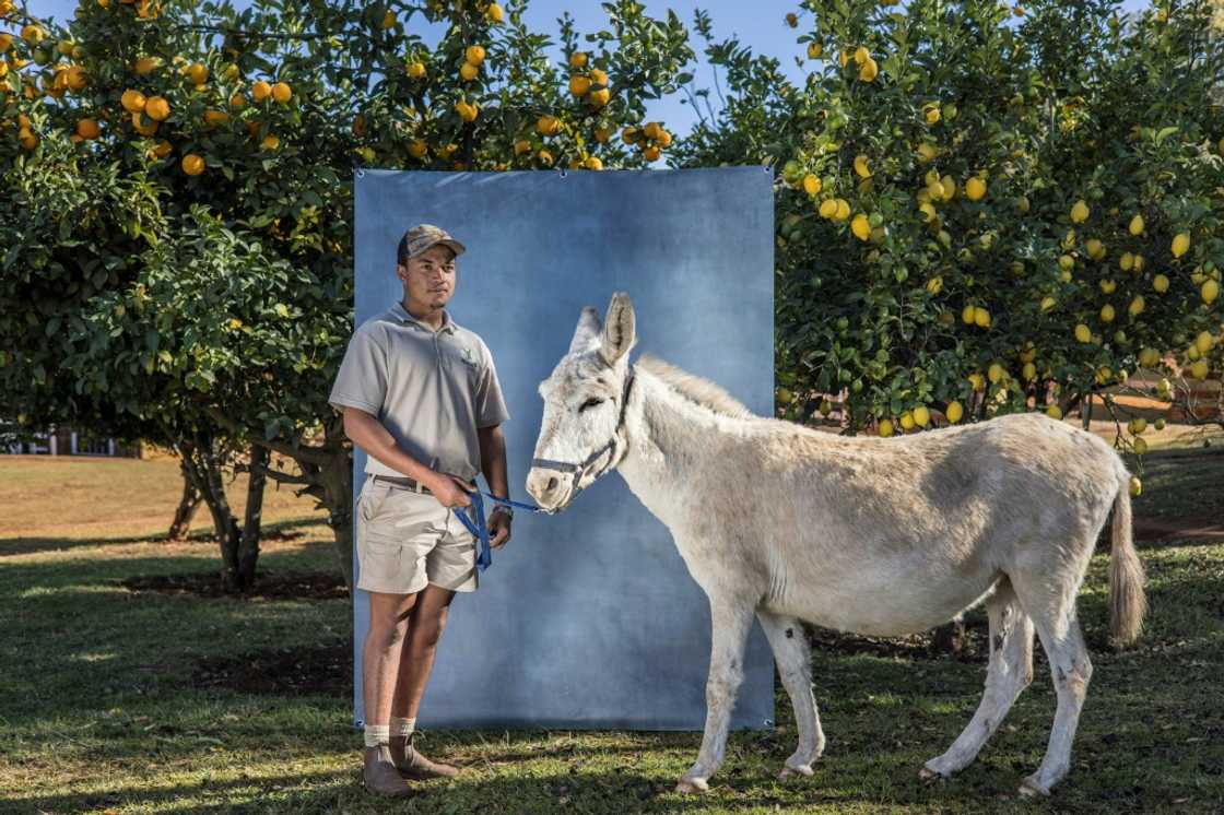 Theft of donkeys also hits small farmers who need the animals to transport their produce