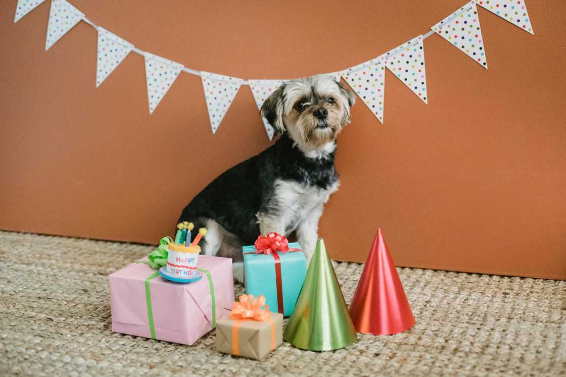 A cute dog surrounded by gift boxes and party hats A cute dog surrounded by gift boxes and party hats
