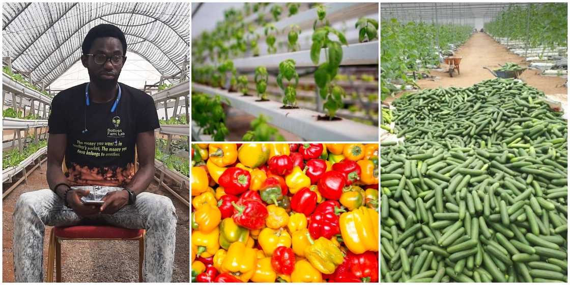 Nigerian Farmer Who Grows Crops in the Air Stuns the Internet With His Massive Harvest, Photos Causes Stir Nigerian Farmer Who Grows Crops in the Air Stuns the Internet With His Massive Harvest, Photos Causes Stir