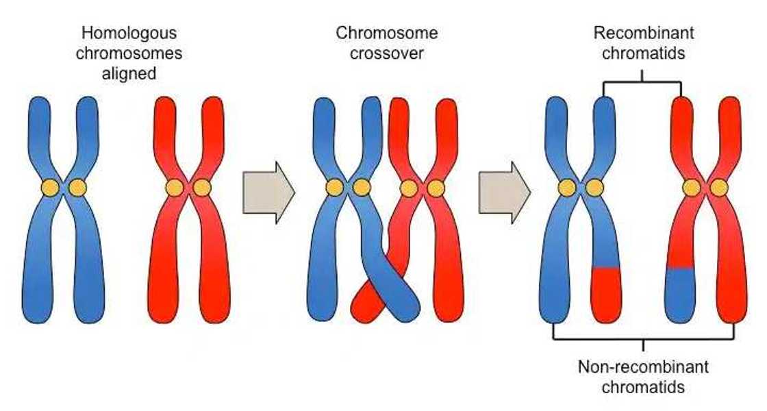 blood type genotypes