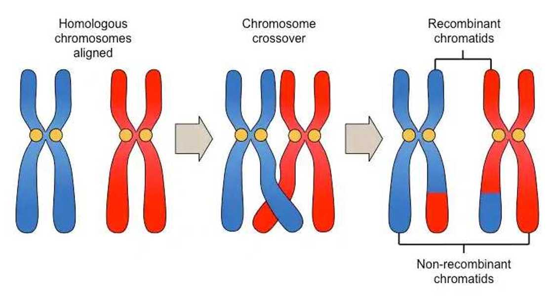 blood type genotypes blood type genotypes