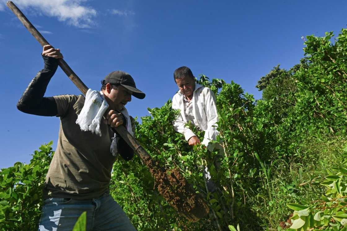 Farmers Nicolas and Alirio Caicedo have received a first payment of some $300 to eradicate their coca crops Farmers Nicolas and Alirio Caicedo have received a first payment of some $300 to eradicate their coca crops