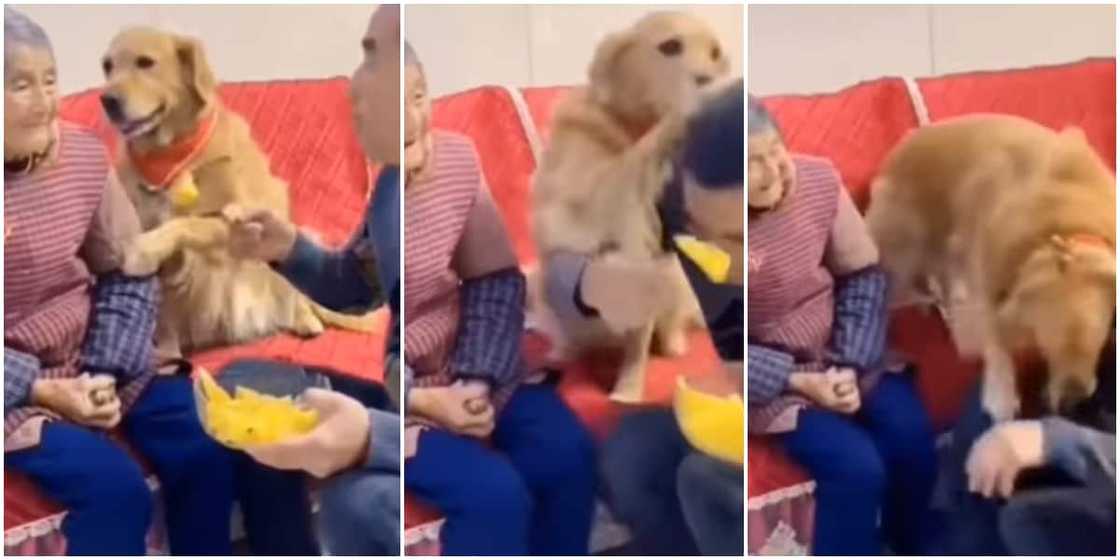 Smart dog charges at young man for almost eating food meant for his grandma, video melts hearts Smart dog charges at young man for almost eating food meant for his grandma, video melts hearts