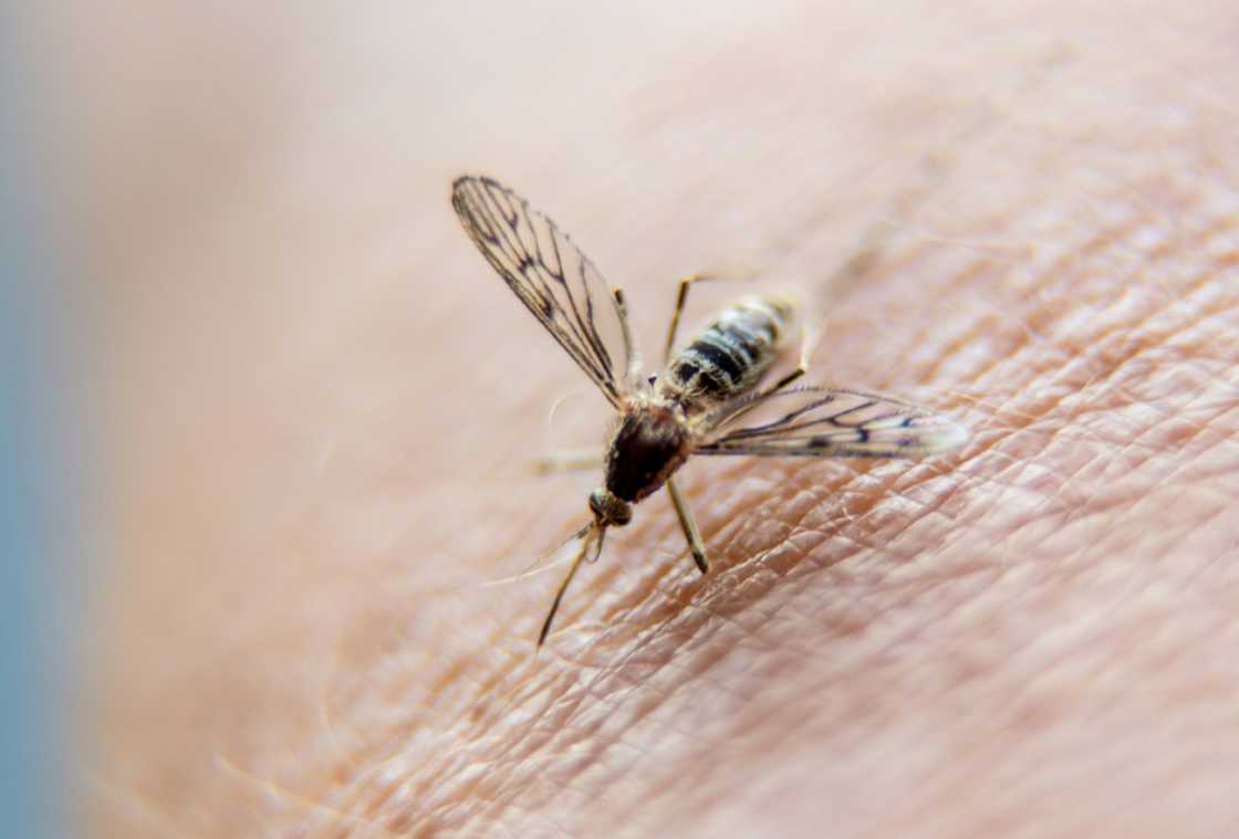 Africa accounted for 95 percent of the 244 million malaria cases and 608,000 deaths worldwide in 2022, according to the most recent data from the World Health Organization Africa accounted for 95 percent of the 244 million malaria cases and 608,000 deaths worldwide in 2022, according to the most recent data from the World Health Organization
