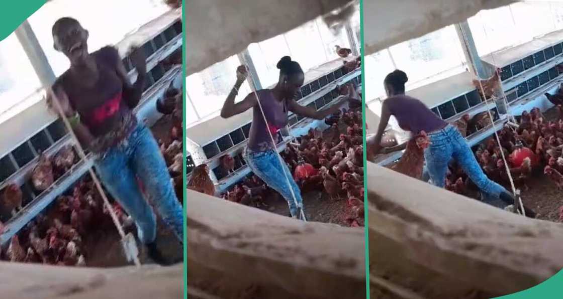 Lady caught performing for chickens in poultry Lady caught performing for chickens in poultry
