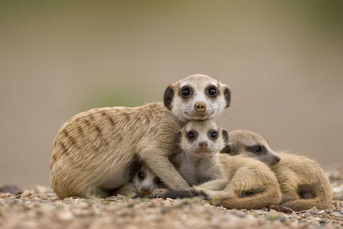 Meerkat with pups in Namibia Meerkat with pups in Namibia
