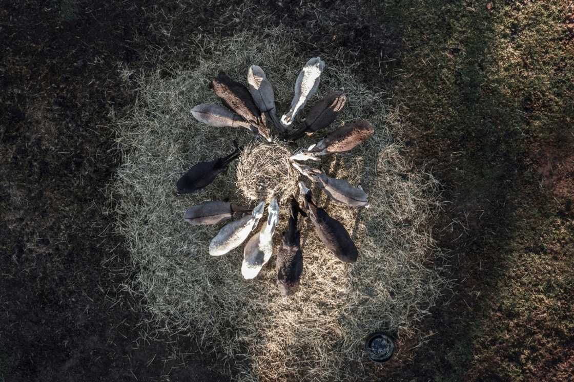 Once prized by emperors, a gelatin called ejiao -- made from donkey skins -- is increasingly sought after by China's middle class Once prized by emperors, a gelatin called ejiao -- made from donkey skins -- is increasingly sought after by China's middle class