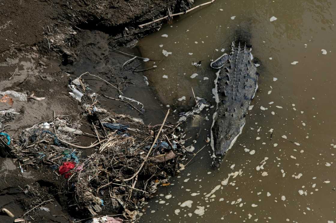 A crocodile swims amid garbage in the Tarcoles River, one of the most polluted in Central America. This species is thriving despite the toxic waters A crocodile swims amid garbage in the Tarcoles River, one of the most polluted in Central America. This species is thriving despite the toxic waters