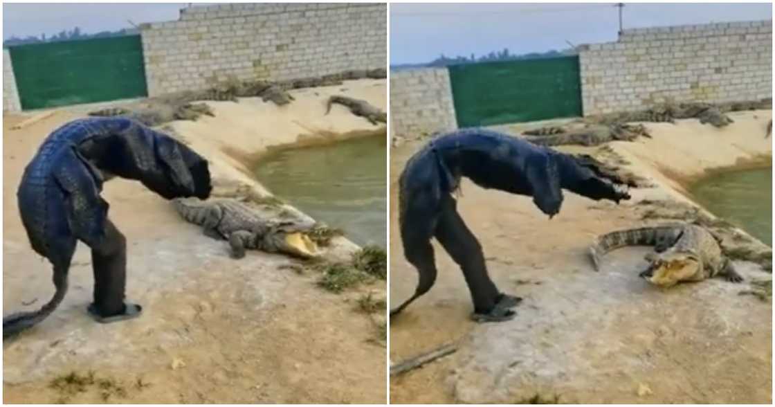 Photo of man facing crocodile while dressed in the reptile's costume