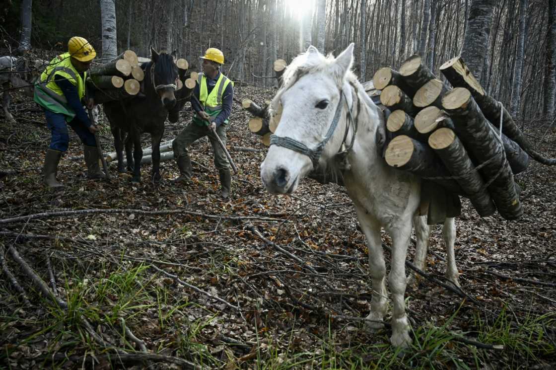 Horses are still used in Bulgaria to transport logs down steep mountainsides Horses are still used in Bulgaria to transport logs down steep mountainsides
