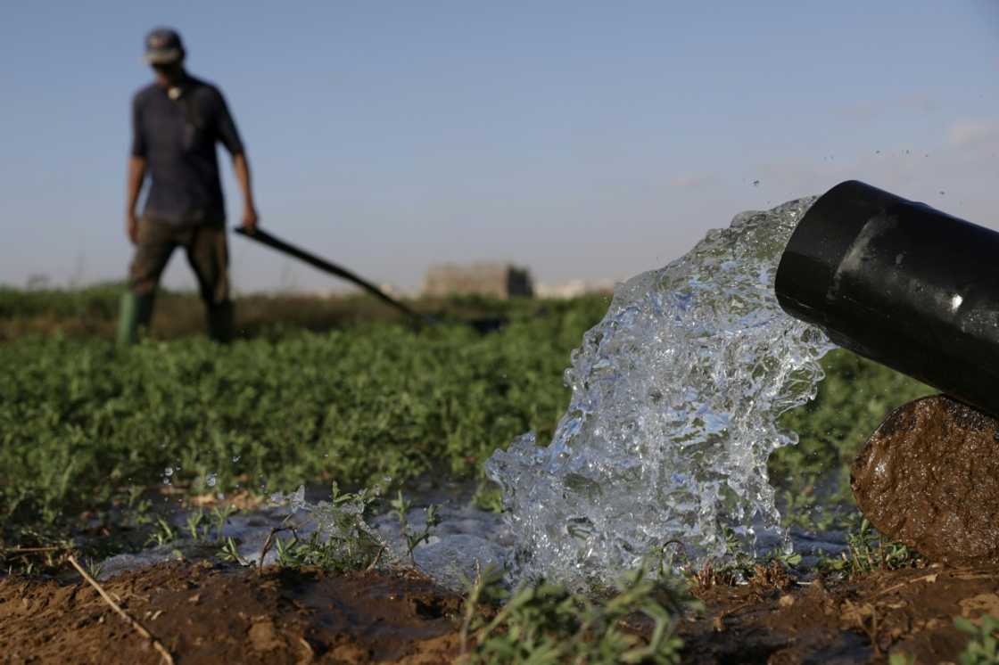 Farmers irrigate their field in the Chtouka region of southern Morocco