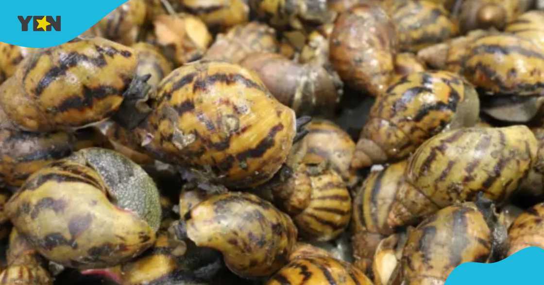 Wele, 90 Giant African Snails Seized At US Airport From Traveller From Ghana