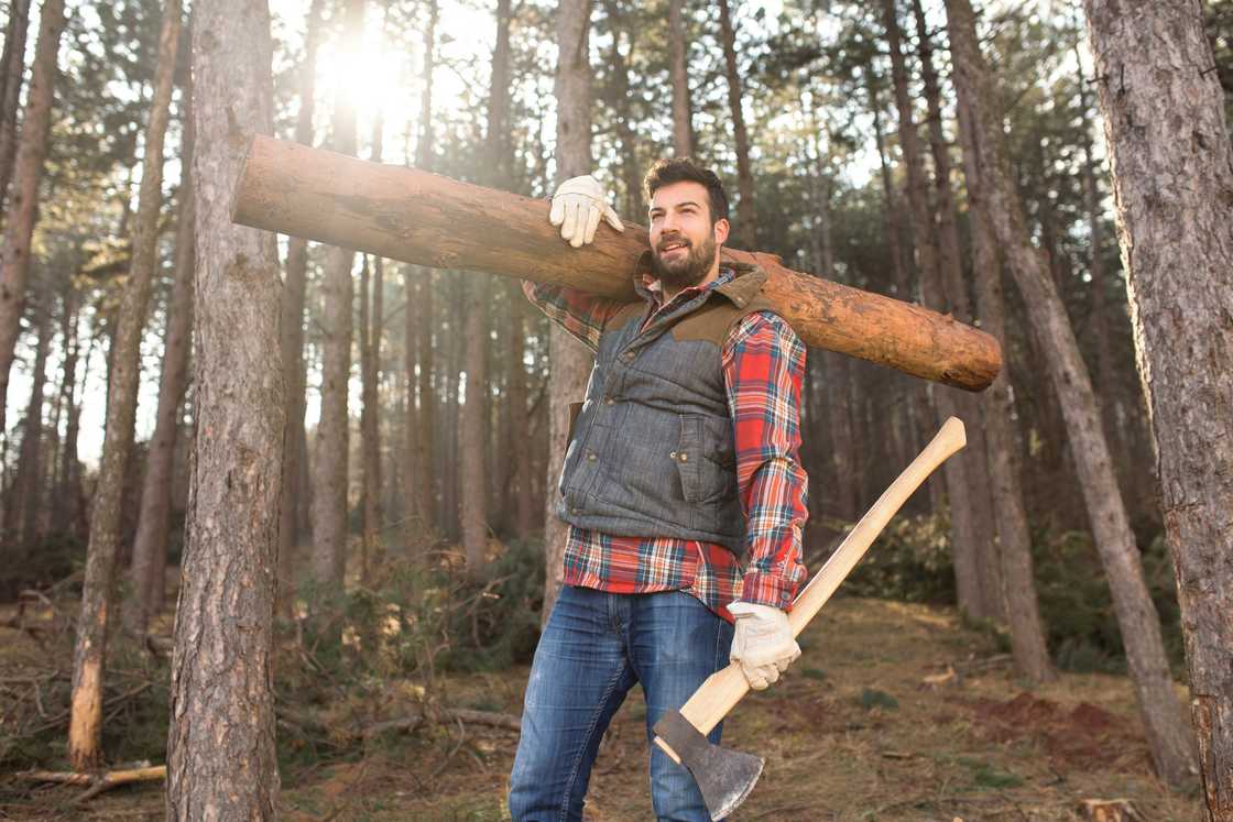 A logger carries a tree trunk on his shoulder.