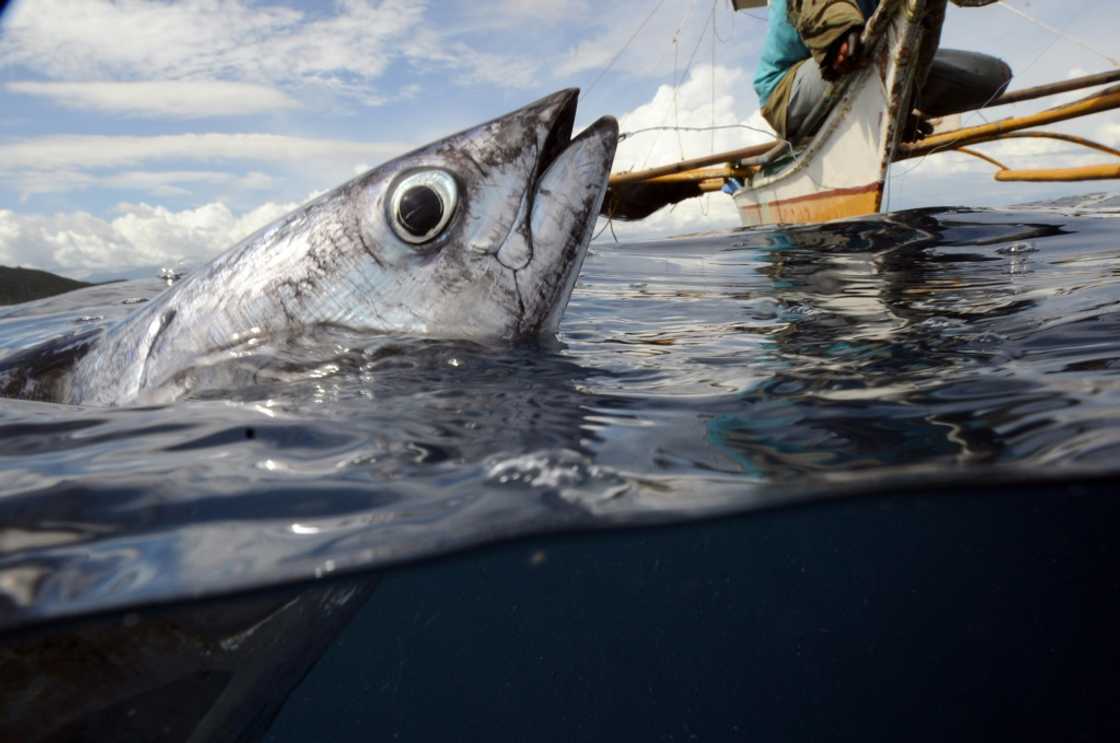 UN biodiversity experts said it is possible to use wild species more sustainably UN biodiversity experts said it is possible to use wild species more sustainably