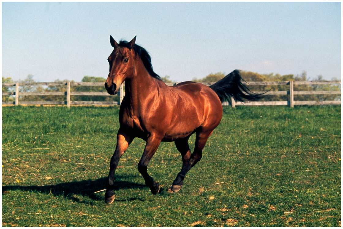 The American Quarter Horse on the move