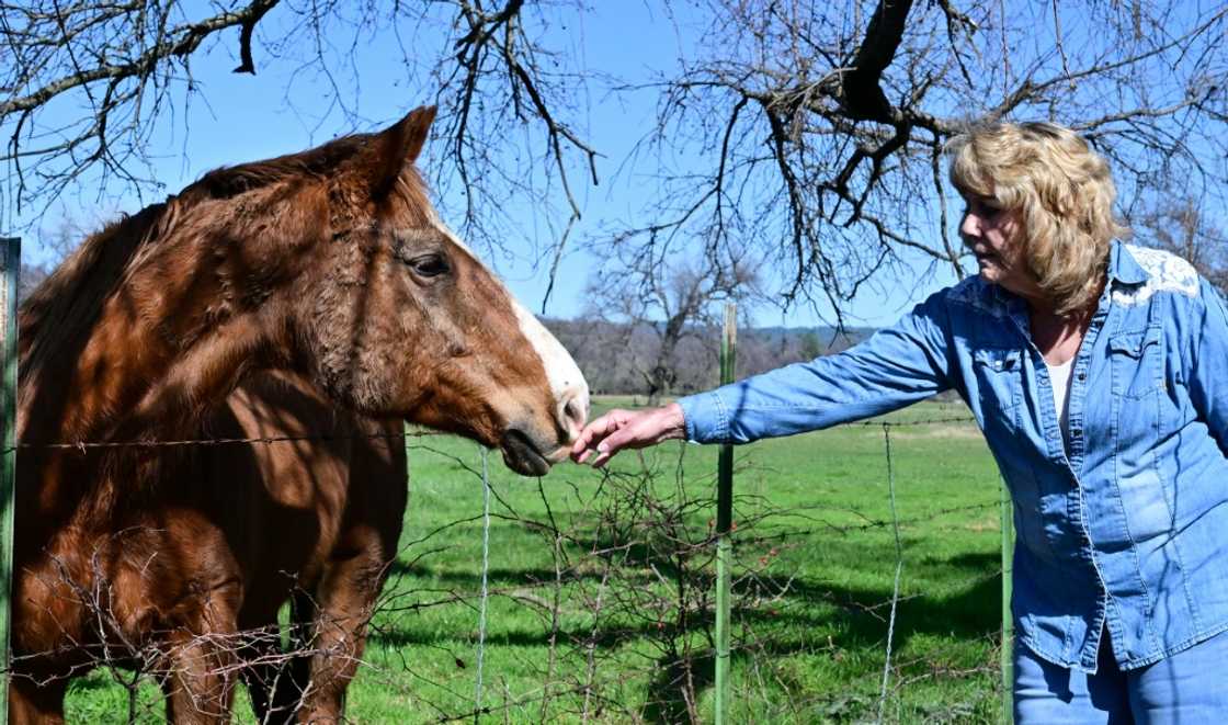 Mary Rickert, a Republican elected official from Shasta County, California, tends to a horse on her ranch Mary Rickert, a Republican elected official from Shasta County, California, tends to a horse on her ranch