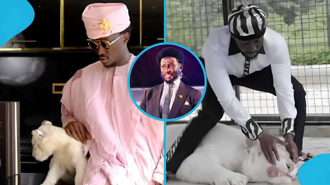 Cheddar, Ghana, Nana Kwame Bediako, Kunta Kinte, Cheddar's tigers, December 7 elections Cheddar, Ghana, Nana Kwame Bediako, Kunta Kinte, Cheddar's tigers, December 7 elections