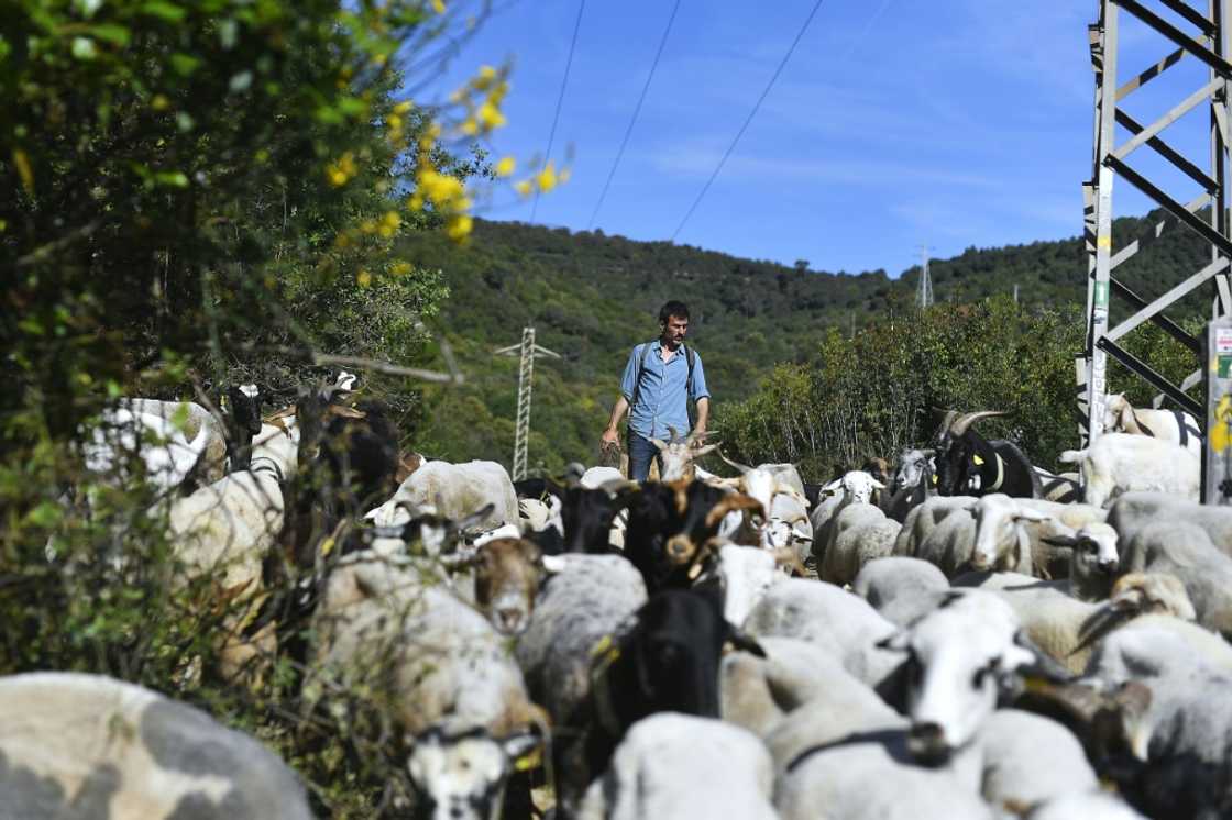 While goats and sheep are already being used in some parts of Spain and Portugal to clear undergrowth, ecologists call for the development of extensive livestock farming While goats and sheep are already being used in some parts of Spain and Portugal to clear undergrowth, ecologists call for the development of extensive livestock farming