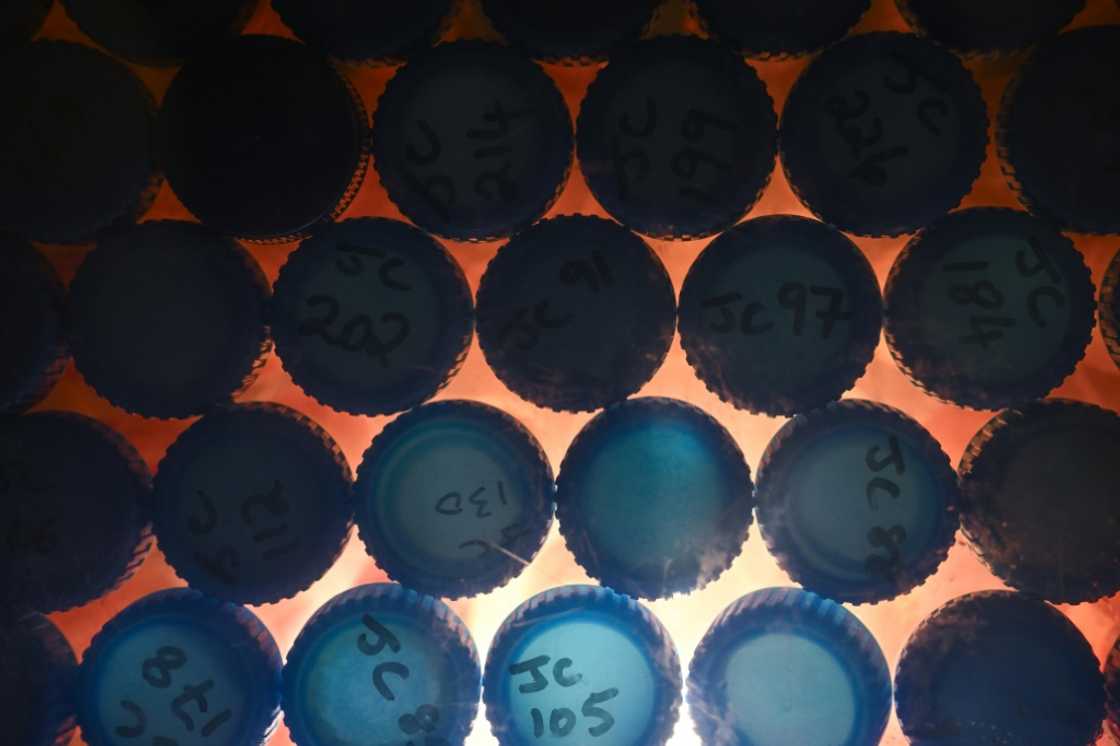 Light can reveal the content of honey samples at the molecular level Light can reveal the content of honey samples at the molecular level