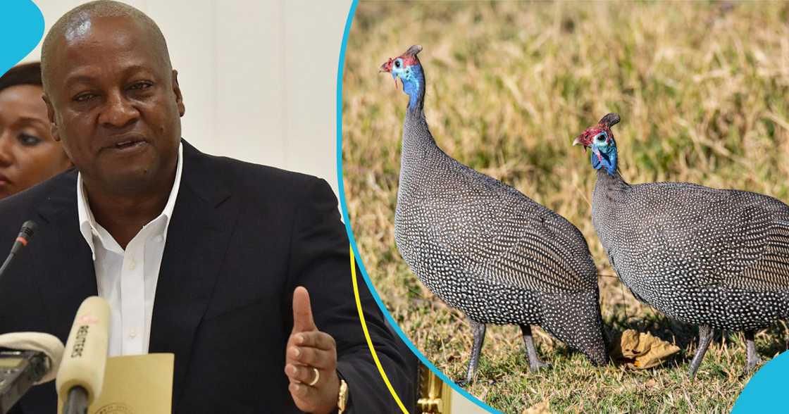 Mahama Says No Guinea Fowl Flew To Burkina Faso, Blames Media For Misreporting