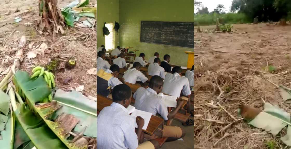 SHS students turn headmaster's plantain plantation into bare land over difficult exam supervision SHS students turn headmaster's plantain plantation into bare land over difficult exam supervision