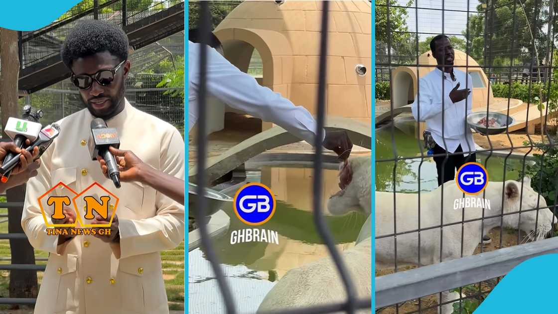 Nana Kwame Bediako, Cheddar's tigers, feeding tigers, Eco Park, viral video, court ruling, wild animal handling Nana Kwame Bediako, Cheddar's tigers, feeding tigers, Eco Park, viral video, court ruling, wild animal handling