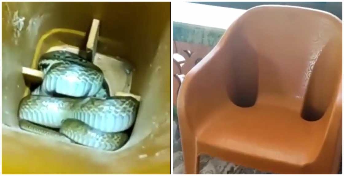 Photos from video of snake hiding in plastic chair Photos from video of snake hiding in plastic chair