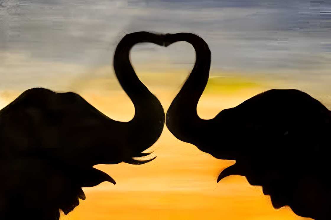 A beautiful heart shape formed by the elephants trunks A beautiful heart shape formed by the elephants trunks