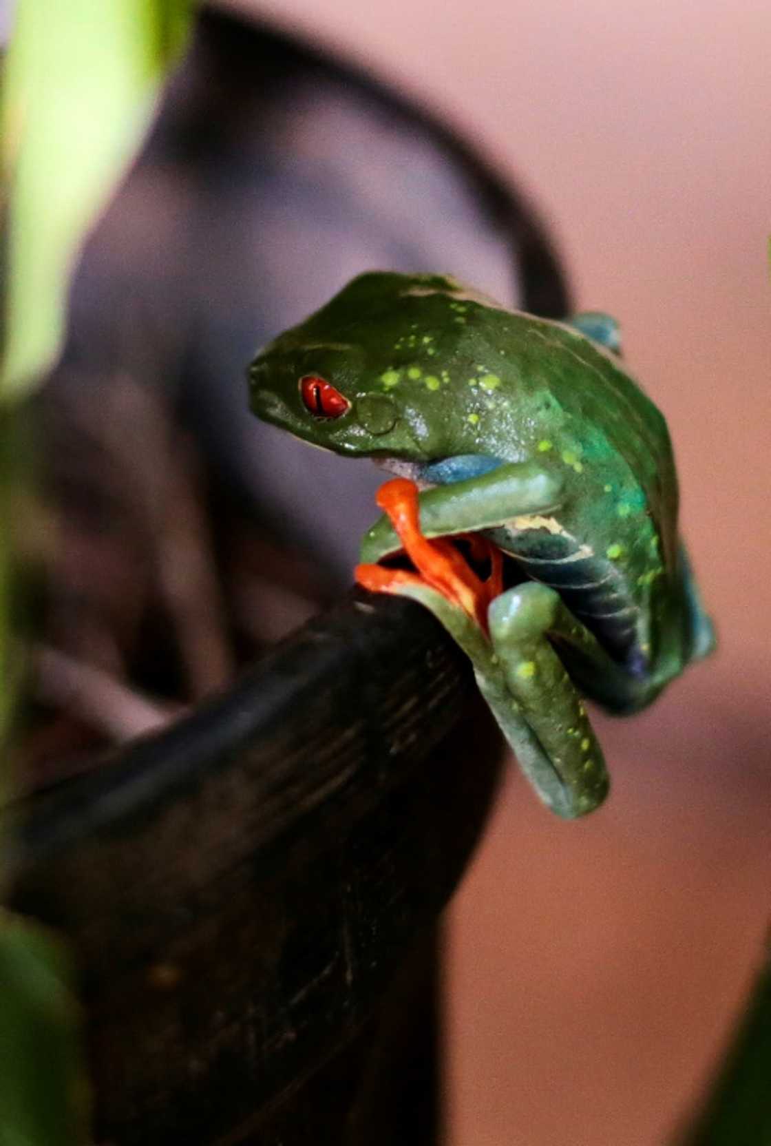 The frogs are fed an extra large helping of crickets before their departure to Miami The frogs are fed an extra large helping of crickets before their departure to Miami