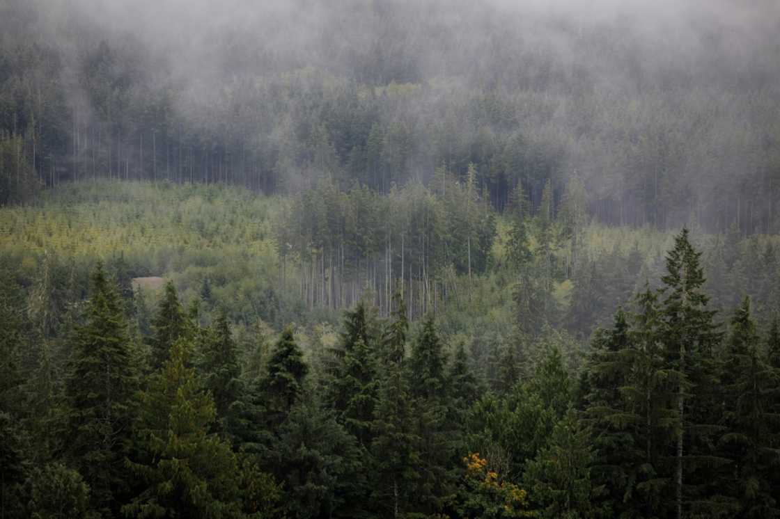 Clusters of trees are seen from a lookout on a logging road on Vancouver Island Clusters of trees are seen from a lookout on a logging road on Vancouver Island