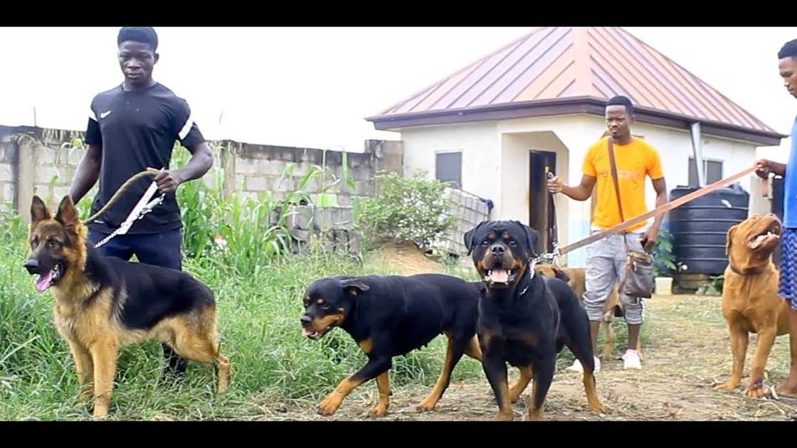 Insurance companies are now providing insurance for dogs and cats in Ghana