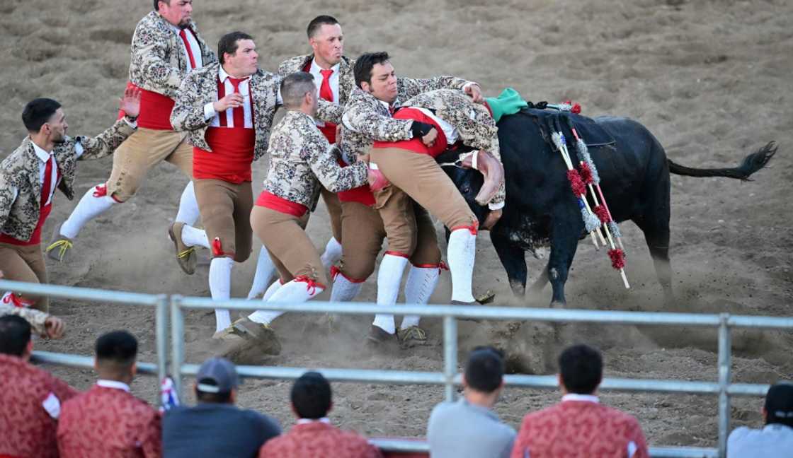 "Forcados" -- eight men with no horses or protection -- enter the arena to tackle the bull with their bare hands