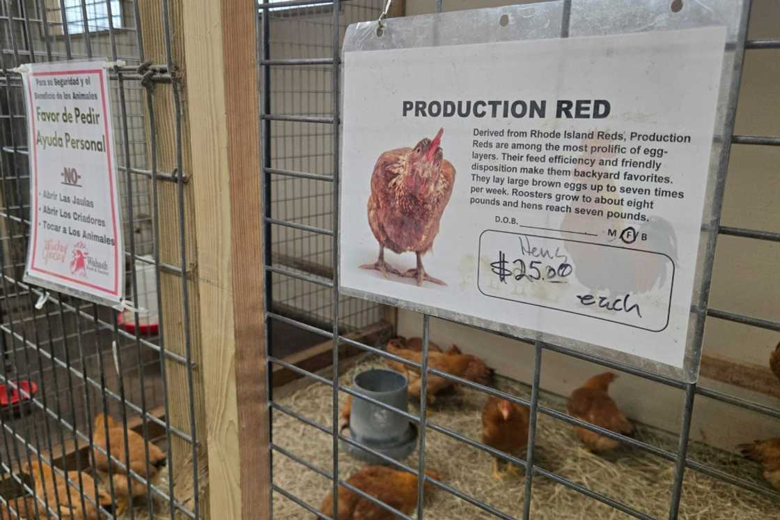 Berry said most of his chicken buyers are new to the world of egg production Berry said most of his chicken buyers are new to the world of egg production