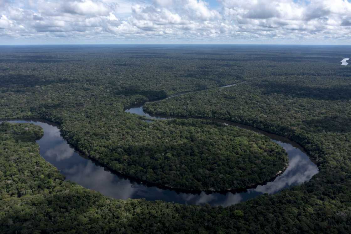 An estimated 60 percent of tree species in the Amazon are yet to be discovered An estimated 60 percent of tree species in the Amazon are yet to be discovered