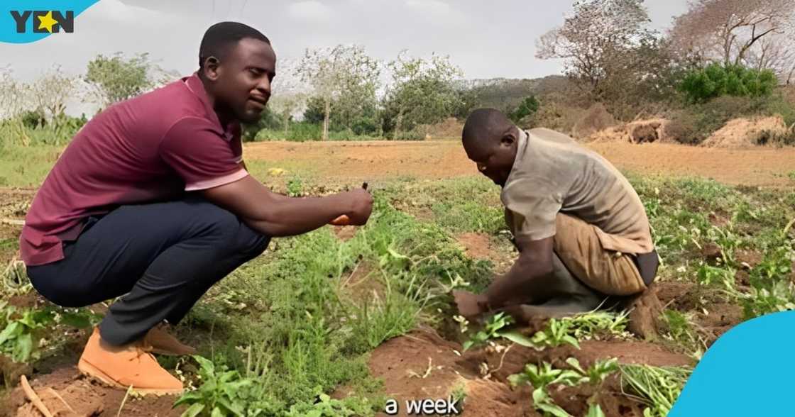 Greener pepper farmer, agriculture, harvesting, Ghanaian man, acre of land Greener pepper farmer, agriculture, harvesting, Ghanaian man, acre of land