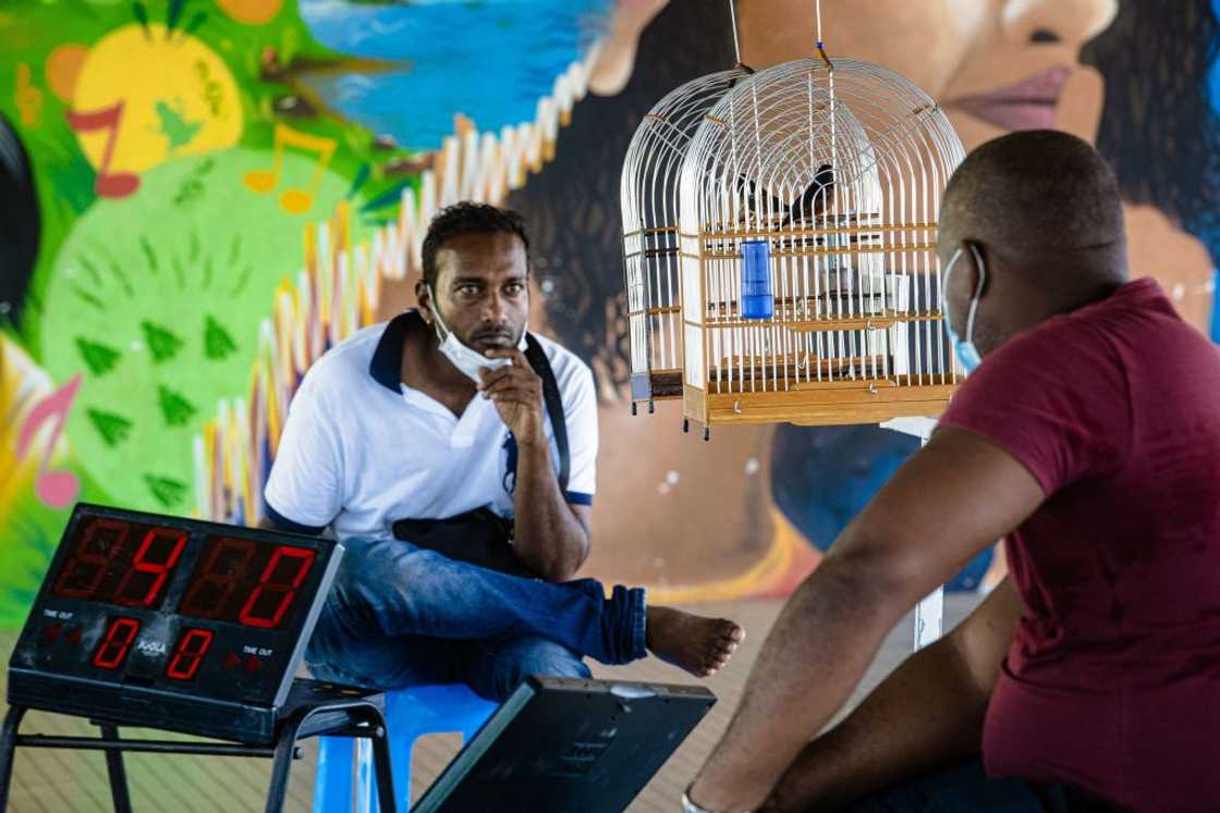 Two jury members during a song contest of 'Pikolet' chestnut-bellied seed finch birds in Cayenne