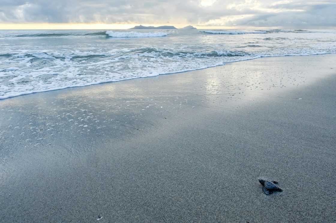 Turtle eggs in Punta Chame are sold for between 75 cents and $1 each