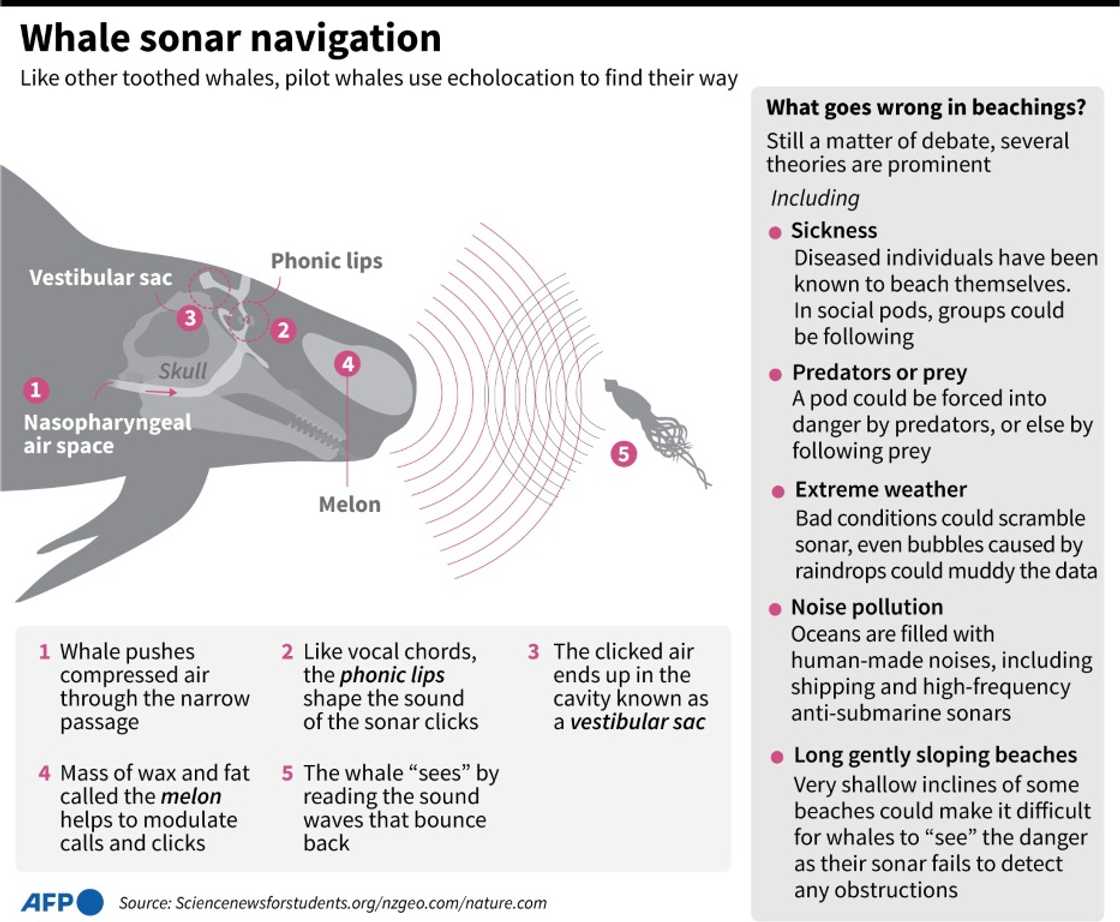 Whale sonar navigation Whale sonar navigation
