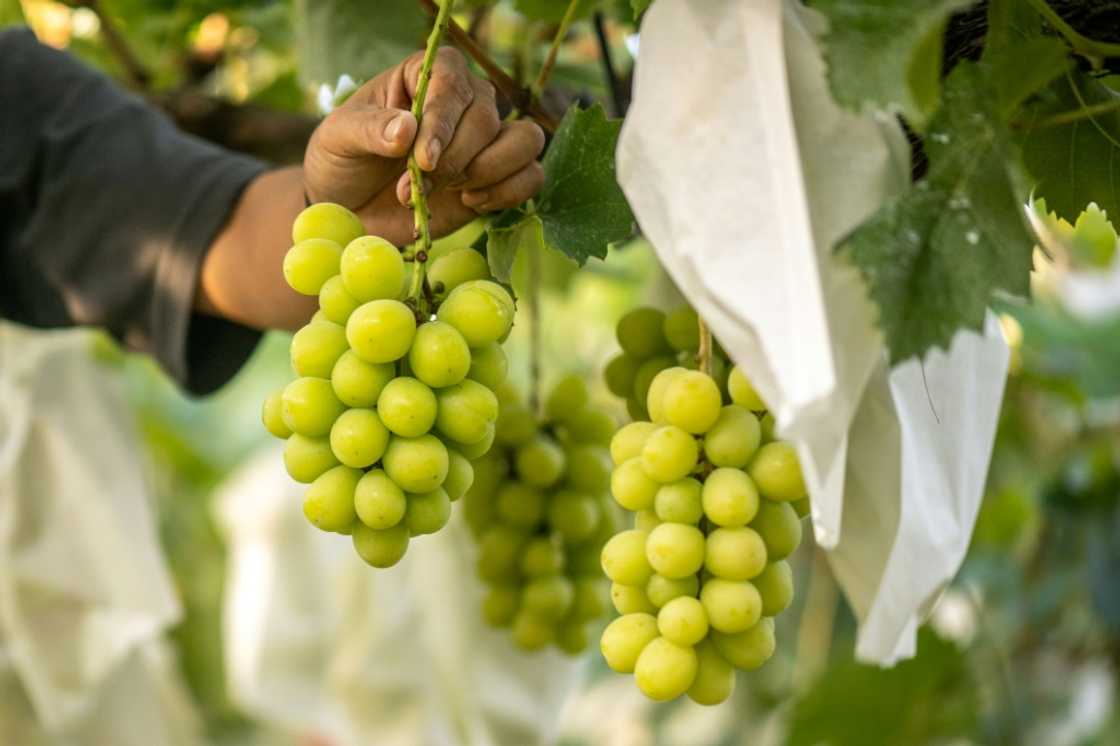 Japan has been developing new fruit varieties since the 1920s