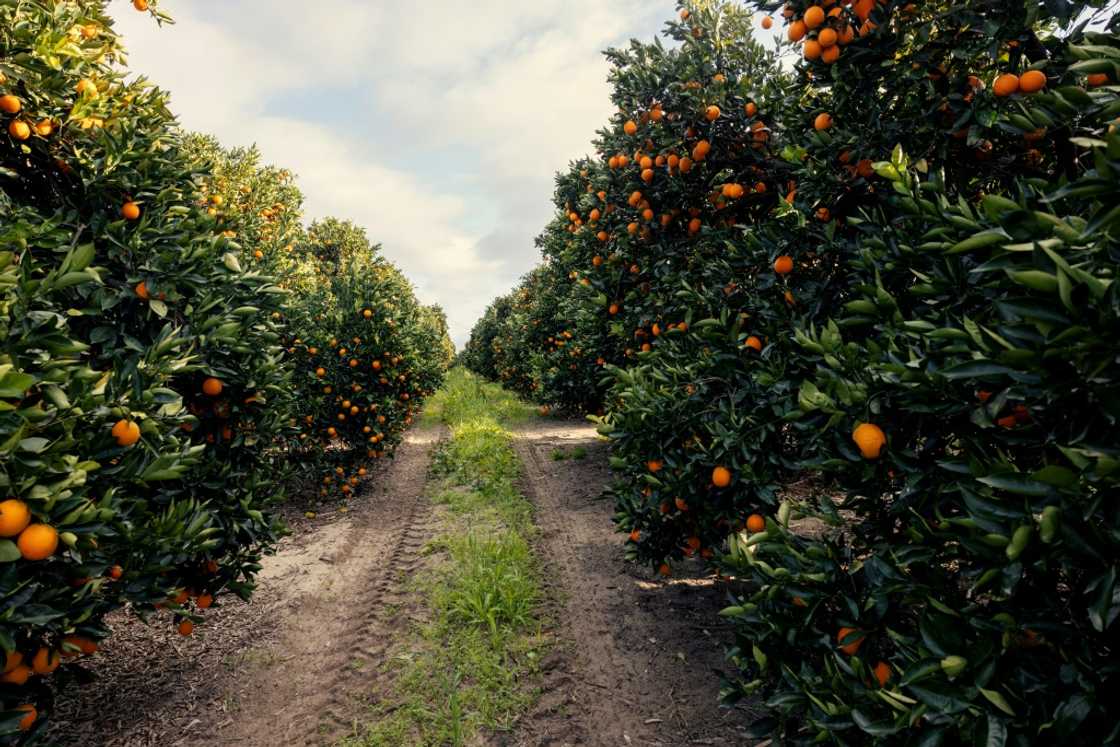 South Africa's citrus production is among the sectors that expect to be hard hit by the US tariffs South Africa's citrus production is among the sectors that expect to be hard hit by the US tariffs