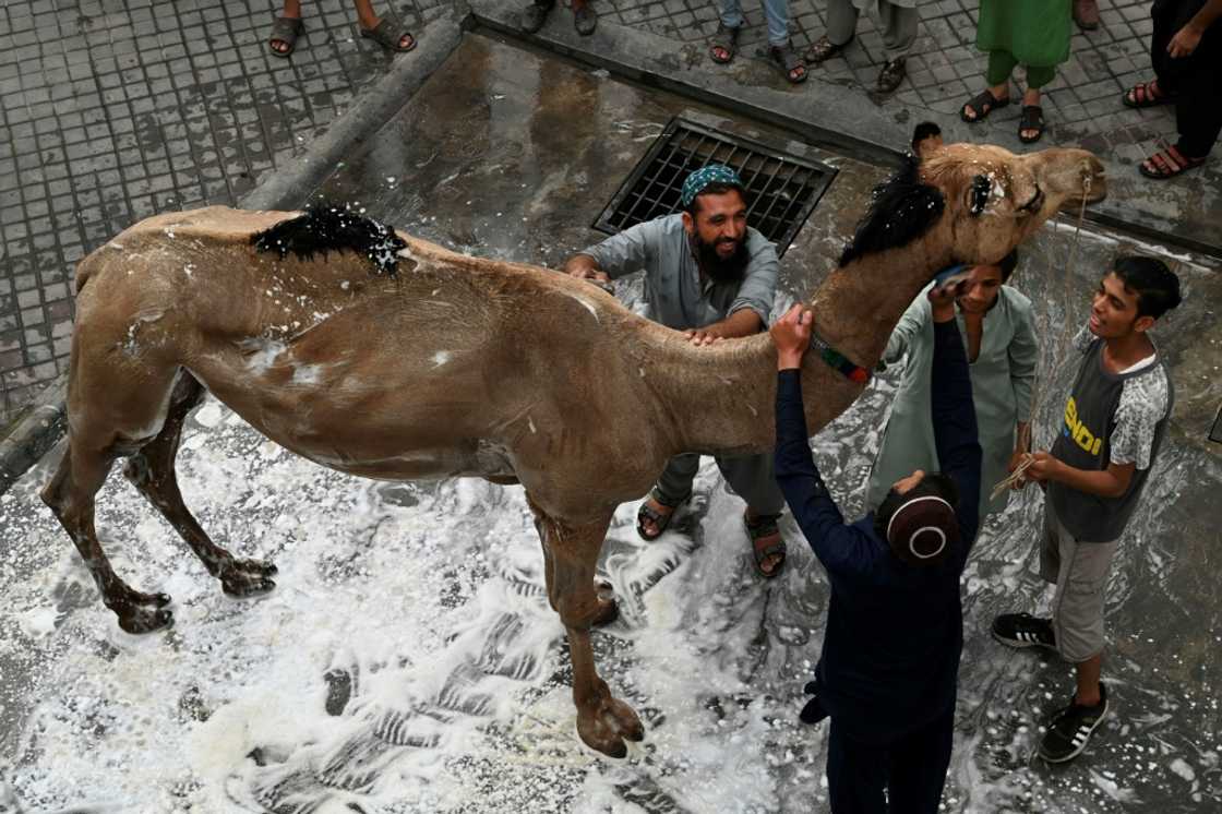 Camels are not a typical Eid sacrifice in Pakistan but can feed 11 families under Islamic rules Camels are not a typical Eid sacrifice in Pakistan but can feed 11 families under Islamic rules