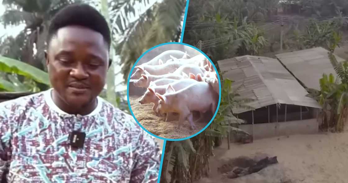 Photo of Elorm and his pig farms. Photo of Elorm and his pig farms.