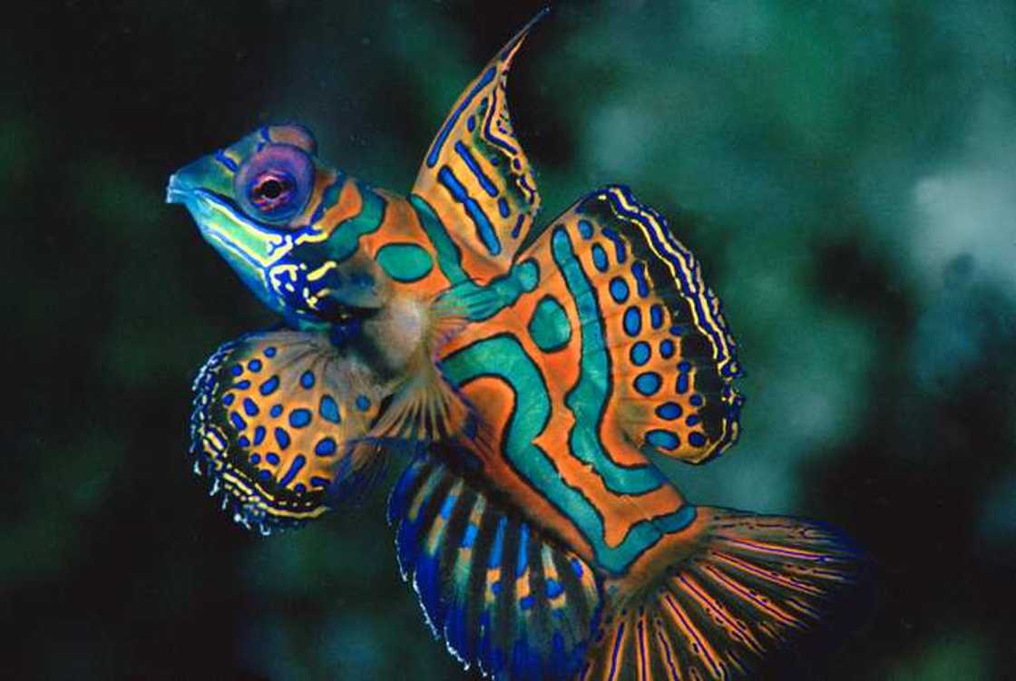 the cutest animal in the world the cutest animal in the world