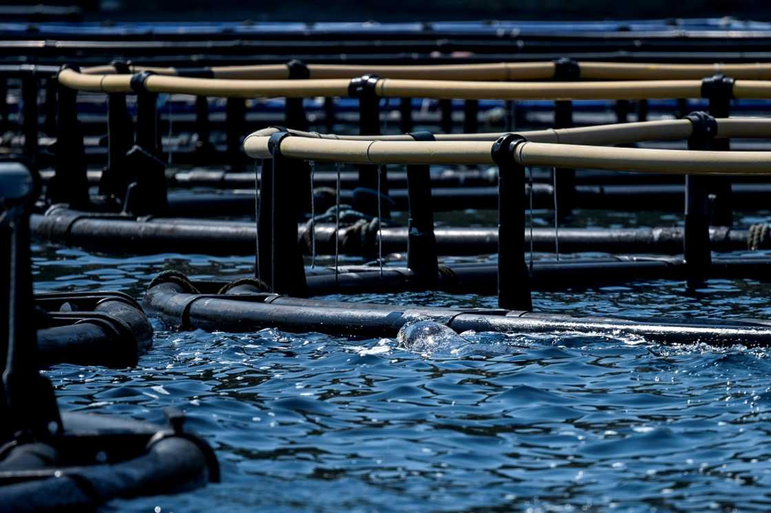 Greece is looking to develop its aquaculture industry, earmarking 25 sites for fish farm installation Greece is looking to develop its aquaculture industry, earmarking 25 sites for fish farm installation