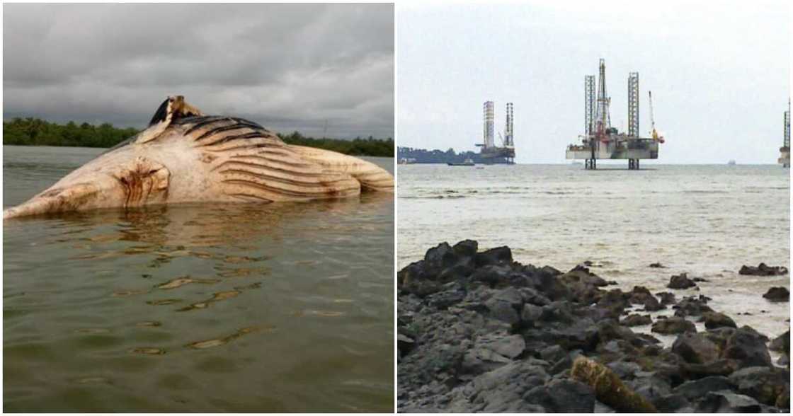 Whales are washing up dead at Cape Three Points which is heavy with oil exploration activities.