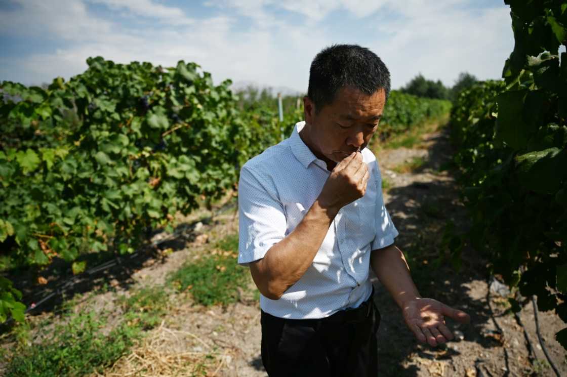 Researcher Liang Yuwen said confidence in hybrid grapes' quality was growing Researcher Liang Yuwen said confidence in hybrid grapes' quality was growing