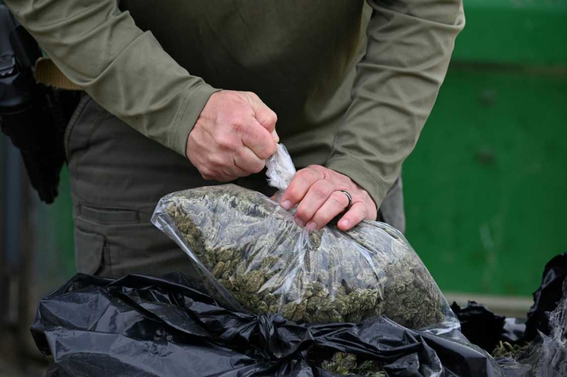 Black market marijuana can fetch $600 per pound (450 grams) in California, deputies say