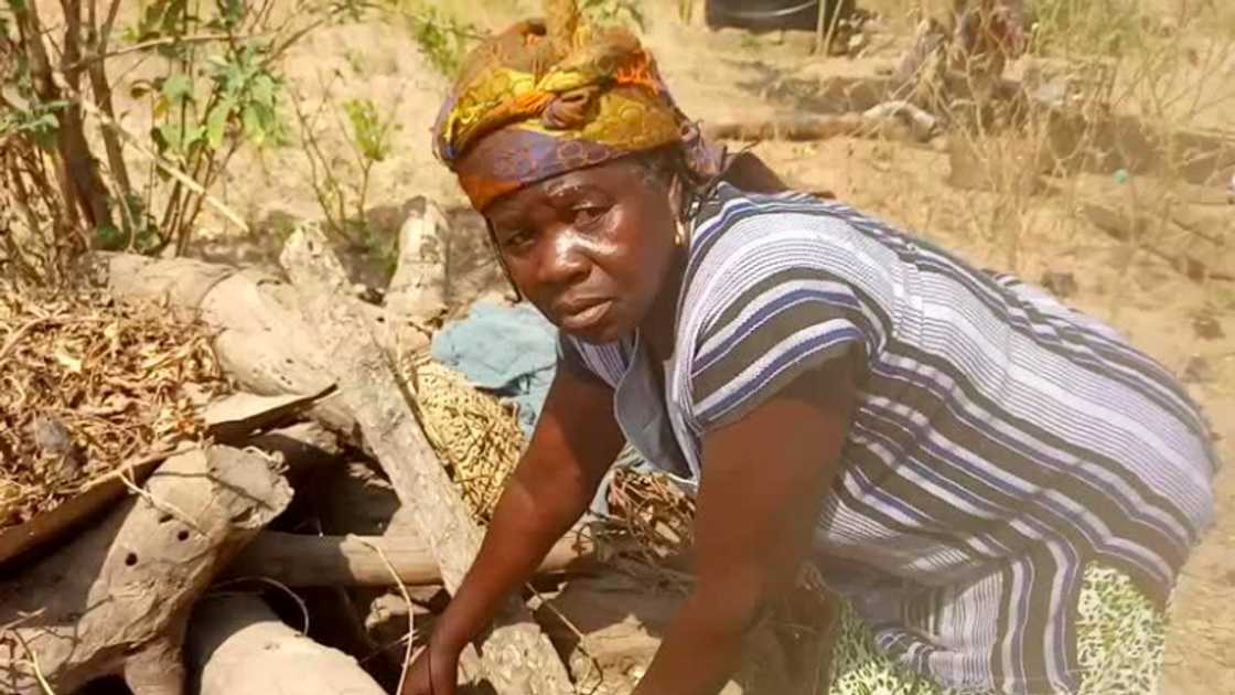 Widow loses life savings to termites after hiding money under firewood Widow loses life savings to termites after hiding money under firewood