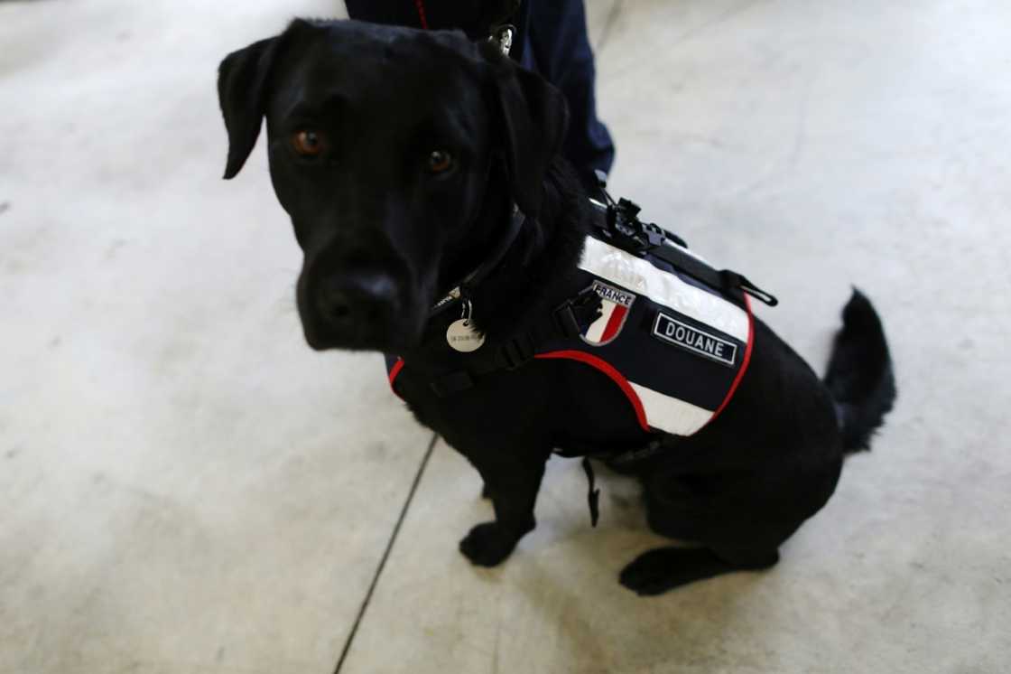 A customs sniffer dog at work in the vast Le Havre docks in northern France A customs sniffer dog at work in the vast Le Havre docks in northern France